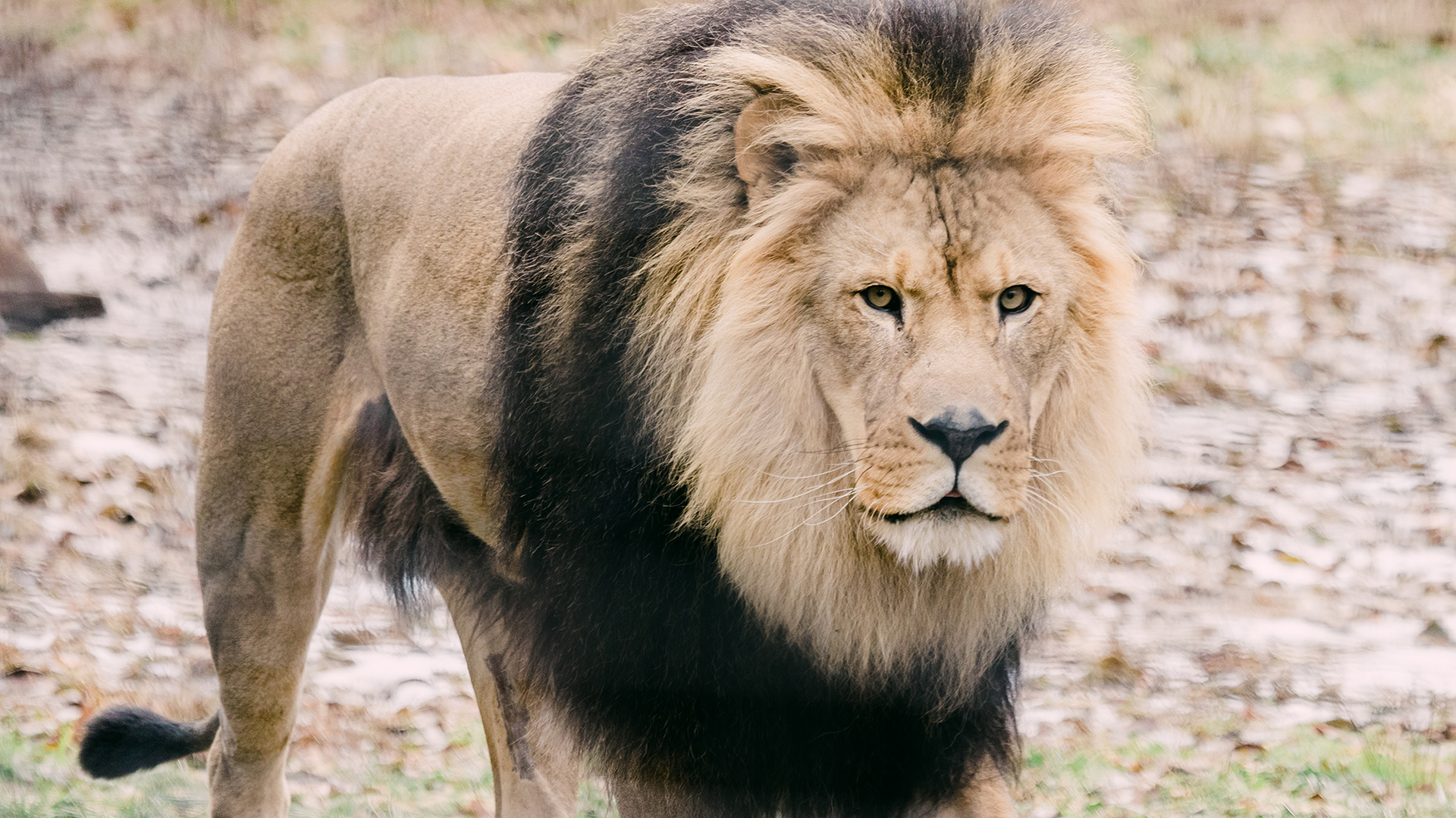 African lion