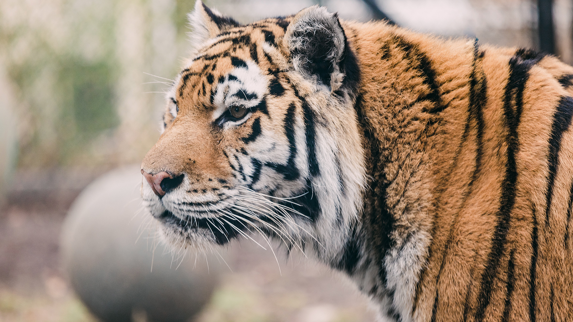 Amur tiger