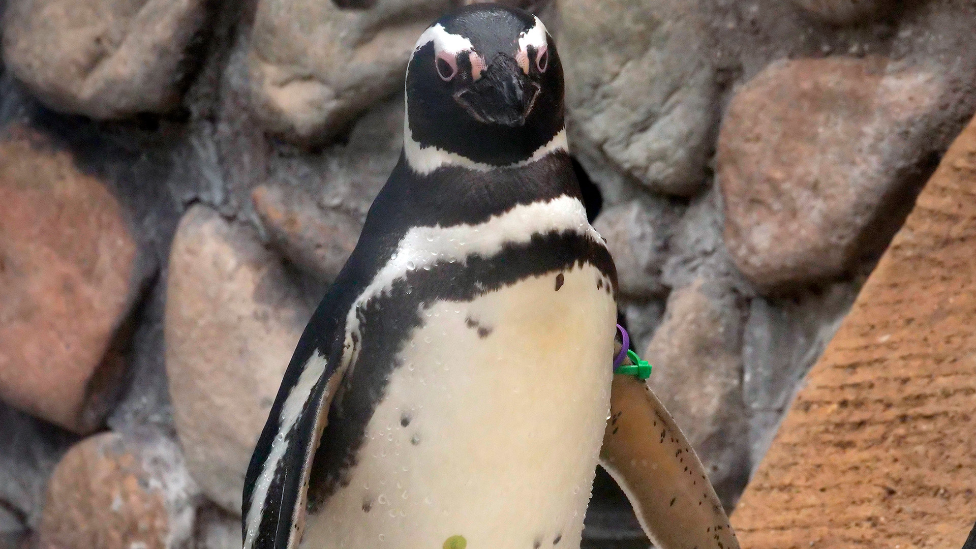 Magellanic penguin