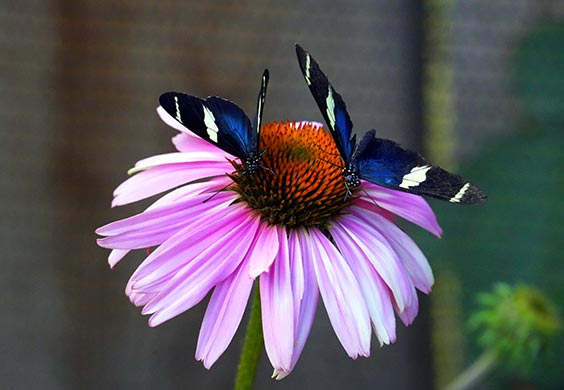 two butterflies sitting in the center of a flower
