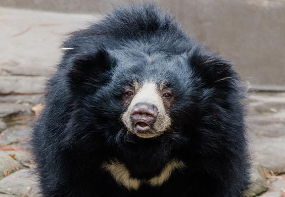 sloth bear crouched down looking at the camera