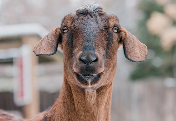 zoomed in picture of a goat's face, staring at the camera 