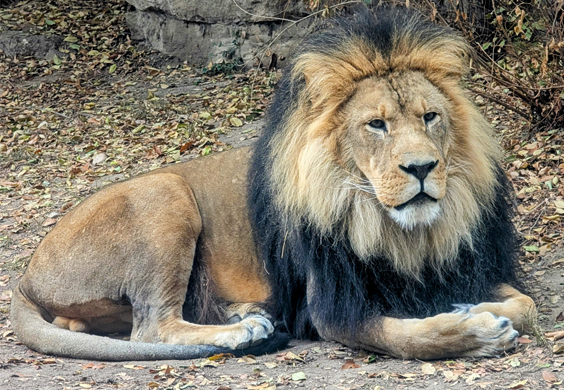 A male African lion lies in an outdoor zoo yard.