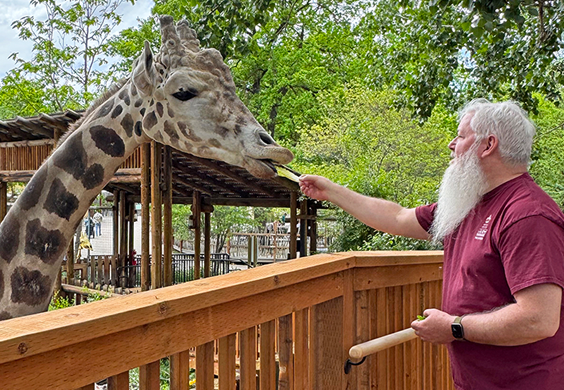A man feeds a male giraffe at a zoo.